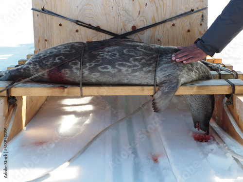 ringed seal hunt in the Canadian Arctic, subsistence hunting