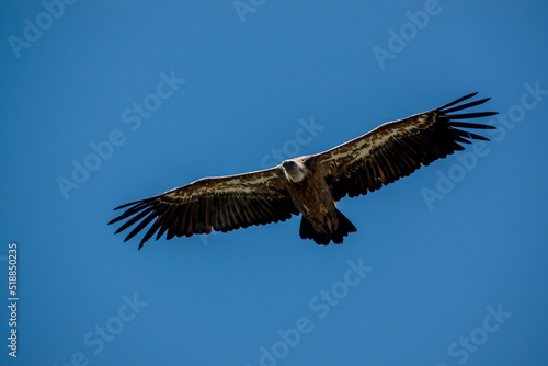 detailed close up of Griffon vulture  Eurasion griffon  Gyps fulvus  in soaring flight