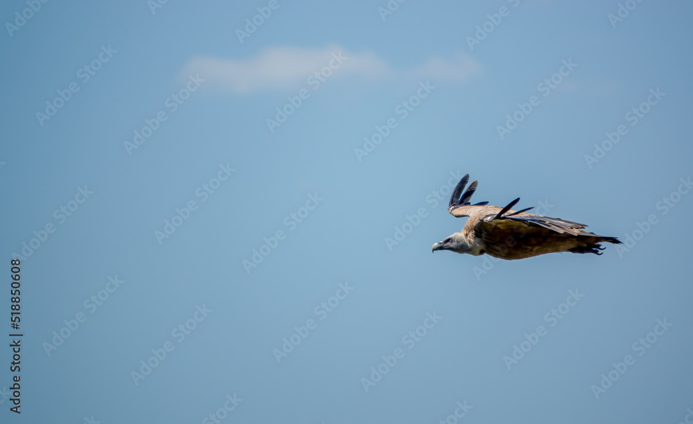 Obraz premium detailed close up of Griffon vulture, Eurasion griffon (Gyps fulvus) in soaring flight