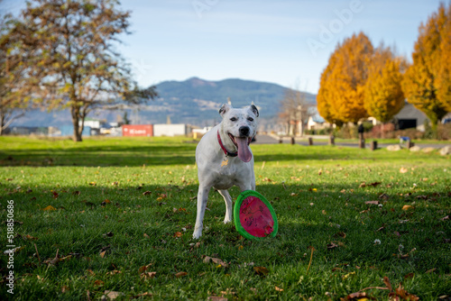 White dog in the park with tongue out and frisbee by her side looking at camera