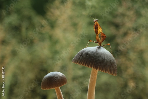 mushrooms and mantis in the forest photo