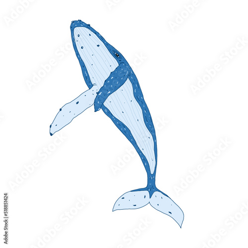 Humpback Whale single element illustration No9. photo