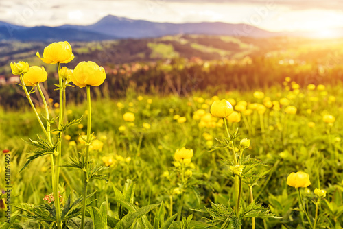 Beautiful mountain meadow with yellow globe flowers (Trollius europaeus). Summer landscape in Carpathian mountains, Ukraine. © phant