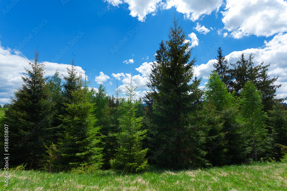 Polonina (pasture) in  Carpathian Mountains, Ukraine.