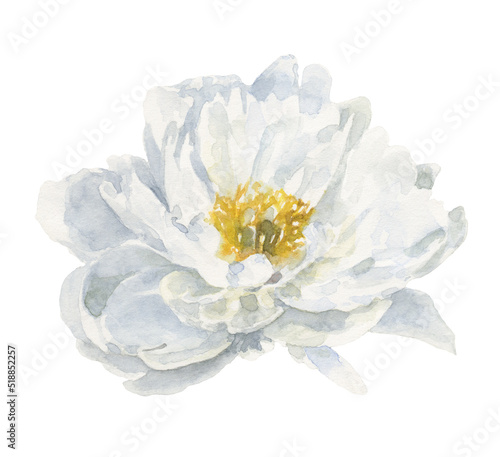 Watercolor peony,  garden rose, english rose single illustration isolated on white. Floral botanical, rustic flower, shabby chic greenery drawing.Realistic detailed  for wedding stationery card diy © Catherine