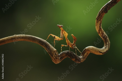 mantis cobra lives in nature and forest © ridho