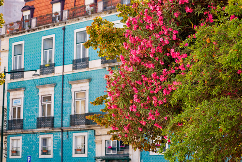 Nerium oleander plant with pink flowers growing in Lisbon old town, Portugal