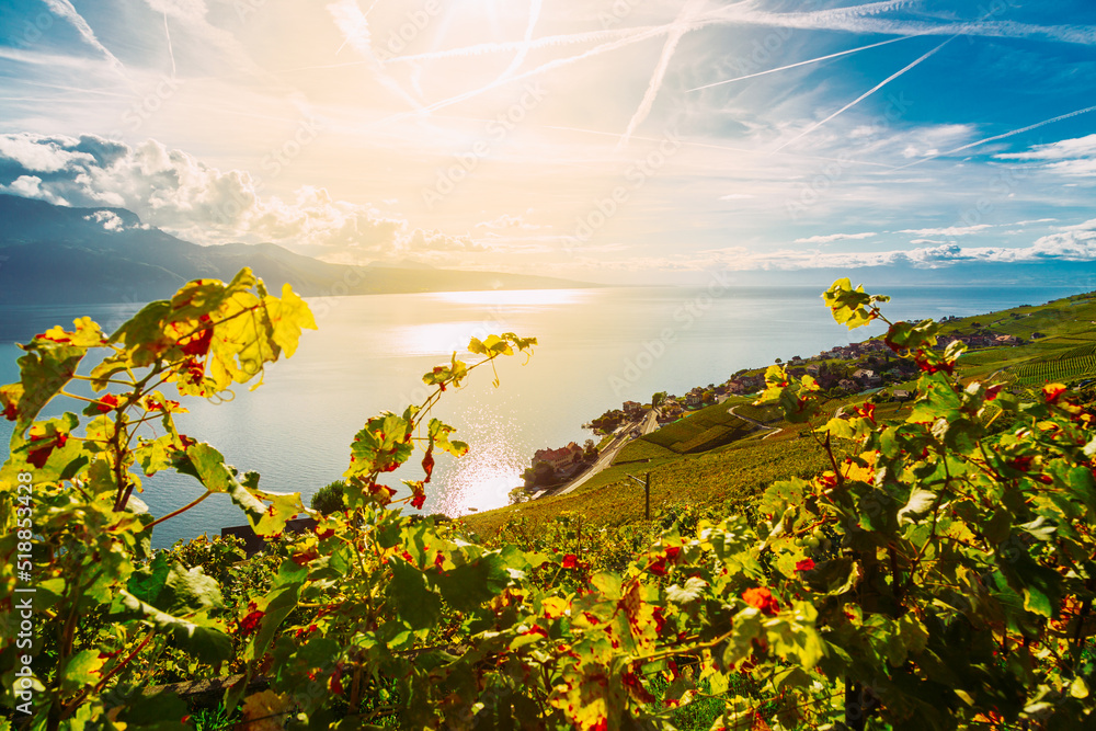 Lavaux, Switzerland: Vine branches ripen in the rays of the sun going down over the lake Geneva, Lavaux vineyard tarraces, Canton of Vaud