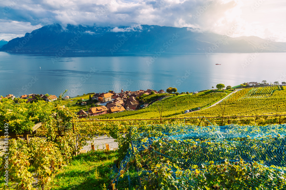 Naklejka premium Lavaux, Switzerland: Little town, Lake Geneva and the Swiss Alps landscape seen from Lavaux vineyard tarraces in Canton of Vaud