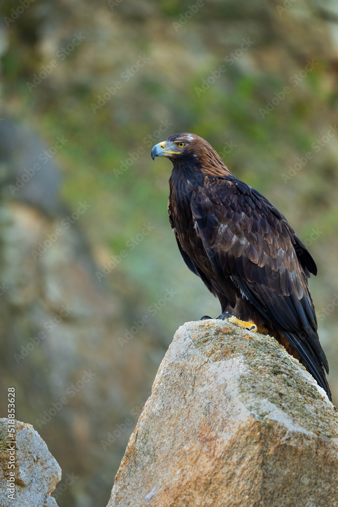 Portrait of eagle. Golden eagle, Aquila chrysaetos, perched on rock. Majestic bird with sharp hooked beak in beautiful nature. Hunting eagle in mountains. Habitat Europe, Asia, North America. Portrait of eagle. Golden eagle, Aquila chrysaetos, perched on rock. Majestic bird with sharp hooked beak in beautiful nature. Hunting eagle in mountains. Habitat Europe, Asia, North America.