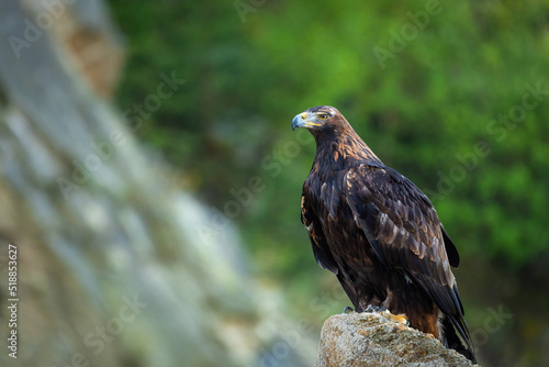 Portrait of eagle. Golden eagle, Aquila chrysaetos, perched on rock. Majestic bird with sharp hooked beak in beautiful nature. Hunting eagle in mountains. Habitat Europe, Asia, North America.