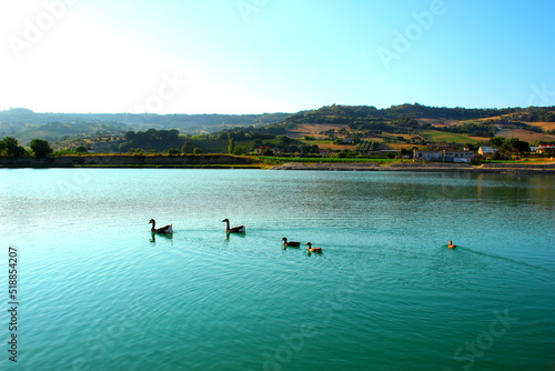 Scene from Santarelli lakes in Piane di Moresco with two geese and three ducks skimming over the aquamarine waters of the lake with the calm and Marche countryside on display in the background photo