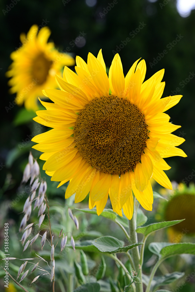 Fototapeta premium sonnenblume