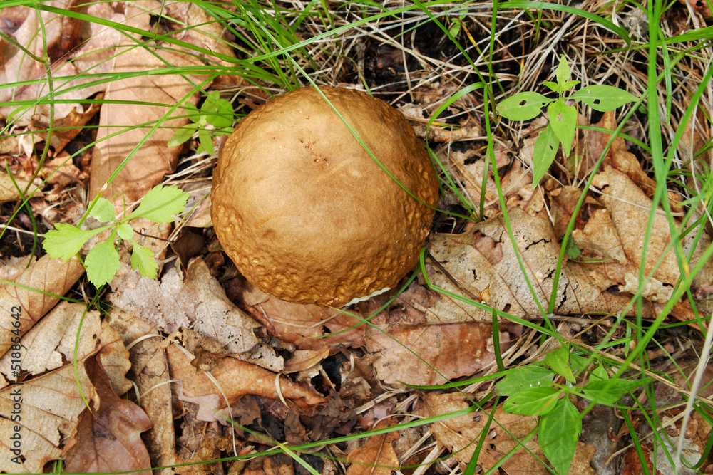 Edible white mushroom boletus grown in the forest. Edible white mushroom boletus grown in the forest.