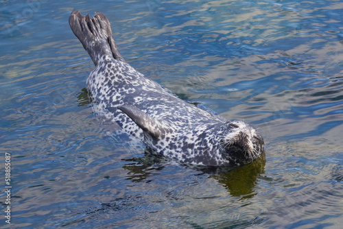 A harbor seal resting in the water © Robert
