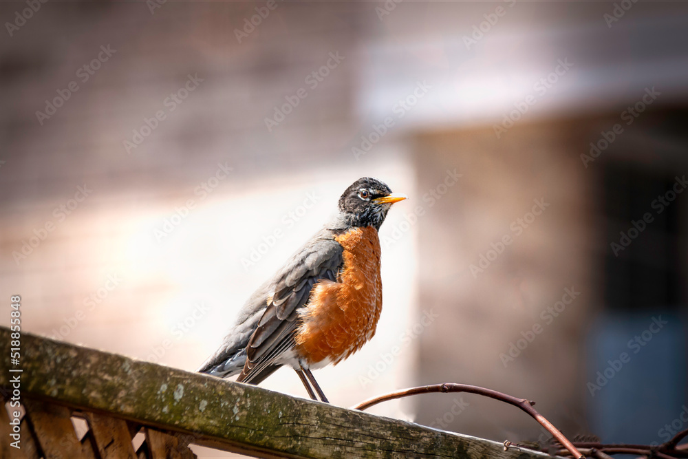 American robin perching on the fance American robin perching on the fance