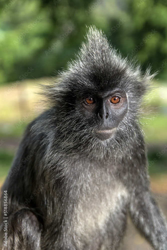Naklejka premium Silvered Langur Monkey in Kuala Selangor