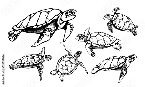Set of realistic hand drawn vector illustration of sea turtles.