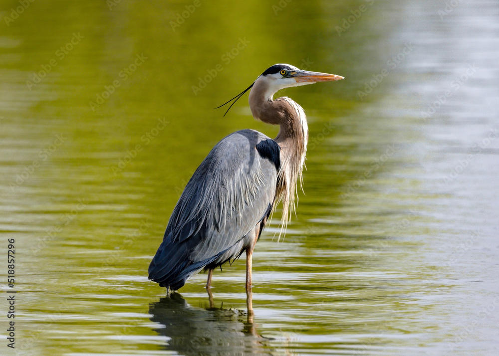 A Great Blue Heron looks skyward while wading in a golden green pond. A Great Blue Heron looks skyward while wading in a golden green pond.