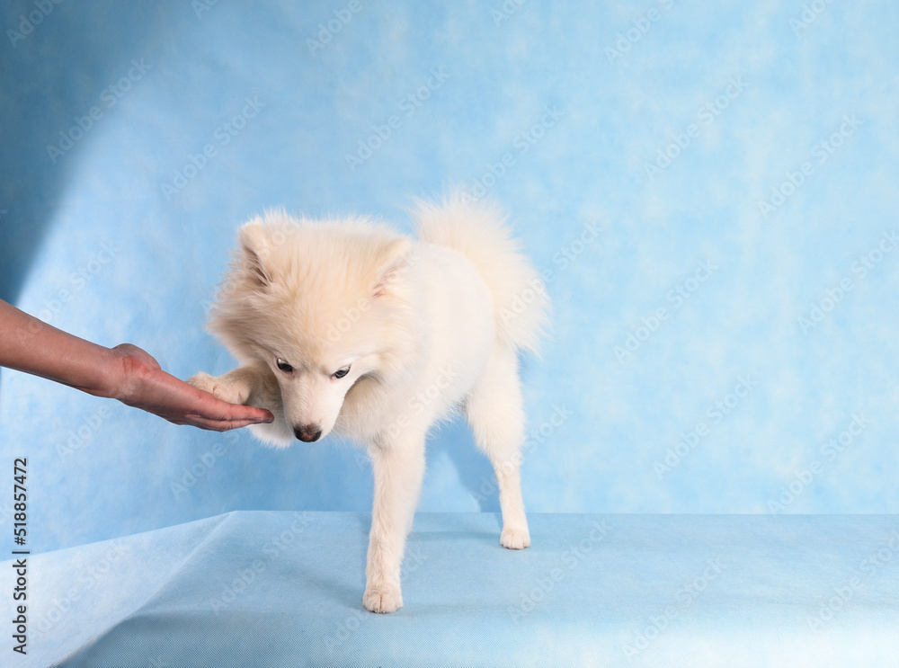 Fototapeta premium Portrait of a beautiful white fluffy dog on a blue background in the studio. A dog gives a paw to a person to greet as a greeting sign