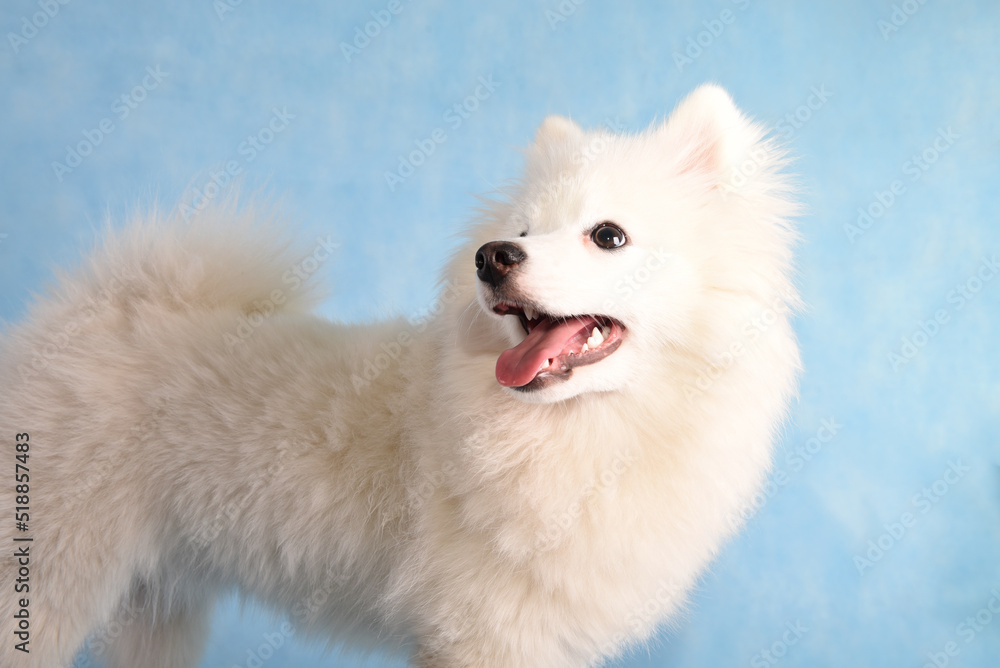 Portrait of a beautiful white fluffy dog on a blue background in the studio. The dog is sitting on the floor
