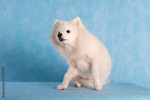 Portrait of a beautiful white fluffy dog on a blue background in the studio. The dog scratches the back of his head with his hind paw