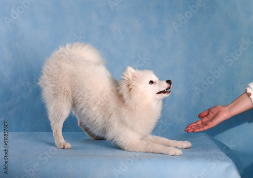 A white fluffy dog plays with female hands on a blue background in the studio