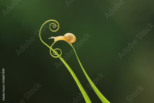 snail in flower
