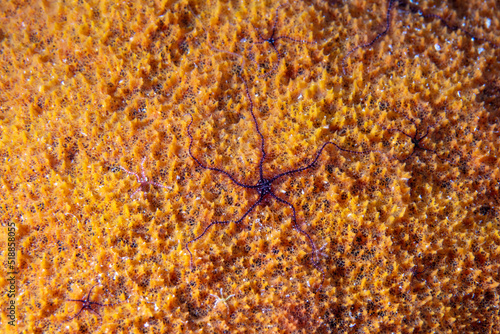 Sea Star