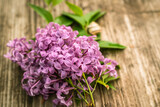 A branch with spring lilac flowers close-up