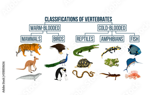 Classification of vertebrates animals. Mammals, birds, reptiles, amphibians, fish. Education diagram of biology. 