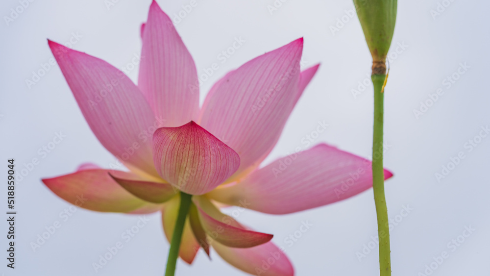 Fototapeta premium 蓮