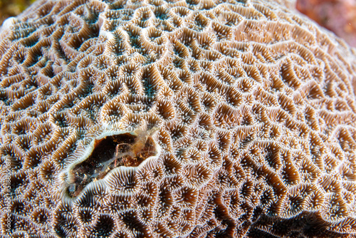 Coral