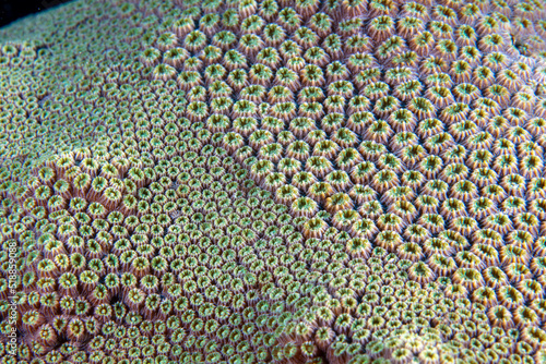 Coral