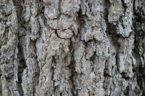 corteza de árbol  manduvira