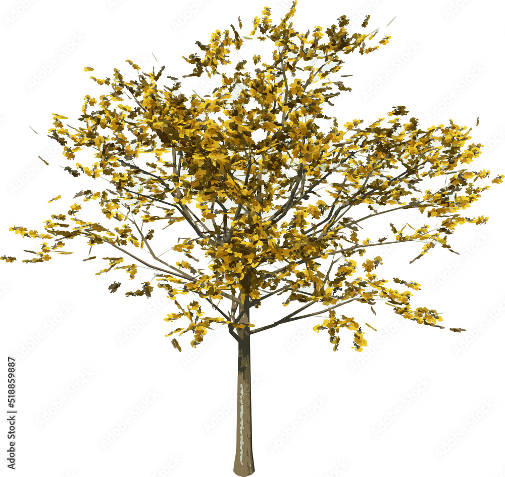 Front view of Plant (Handroanthus albus golden trumpet tree 2) Tree illustration vector	
