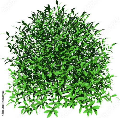 Front view of Plant ( Gem Box Inkberry holly Ilex glabra 1) Tree illustration vector	
