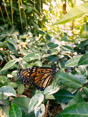 Monarch butterfly on jasmine leaves