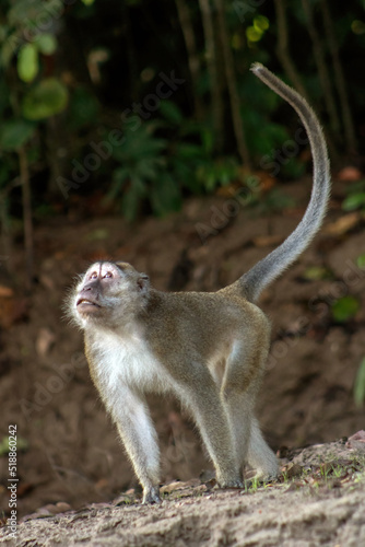 Photography long tailed macaque monkey in borneo