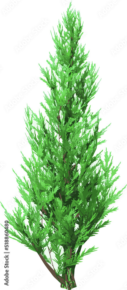 Front view of Plant ( Juniper 1) Tree illustration vector	
