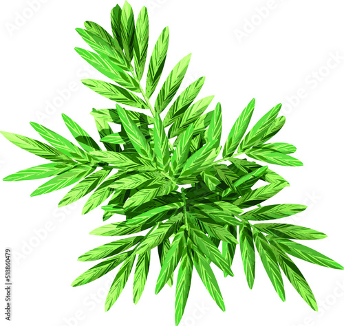 Top view of plant (Bitter Ginger) tree illustration vector 