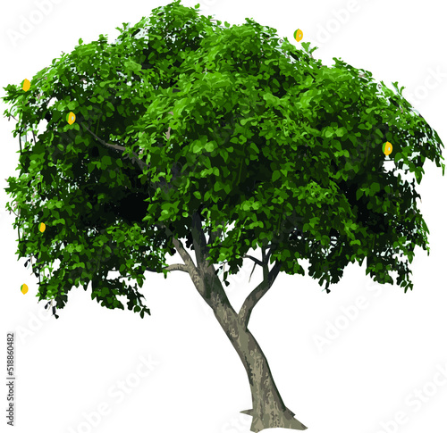 Front view of Tree (Lemon Tree 1) Plant illustration vector	