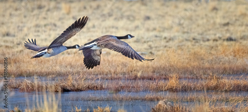 canadian geese in flight © cdtfoto.com