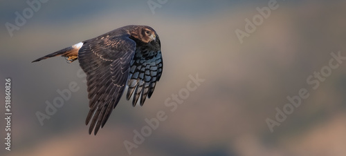 hawk in flight