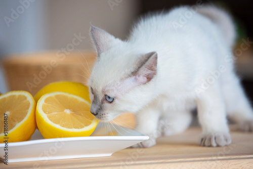 Kitten in a kitchen
