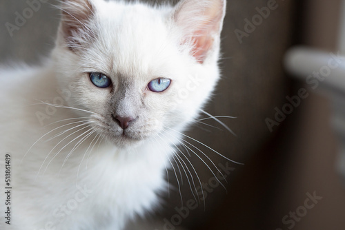 Close up portrait of a cat
