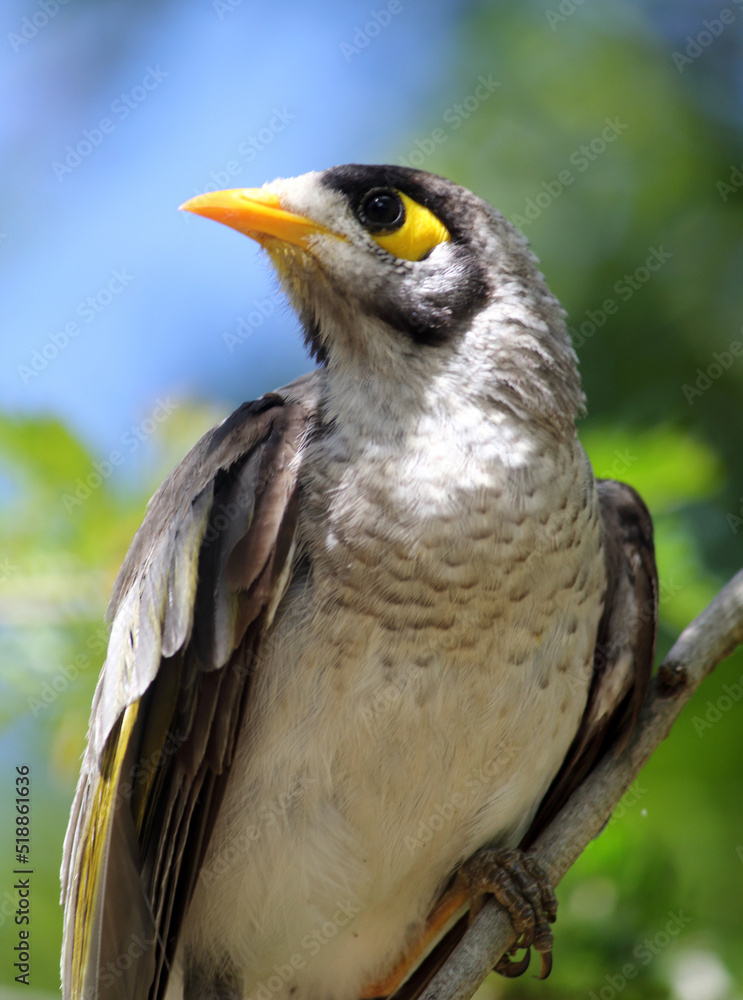 Portrait of a noisy miner bird in a garden Portrait of a noisy miner bird in a garden