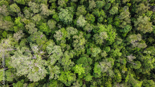 borneo forest canopy from above © Kaitlind