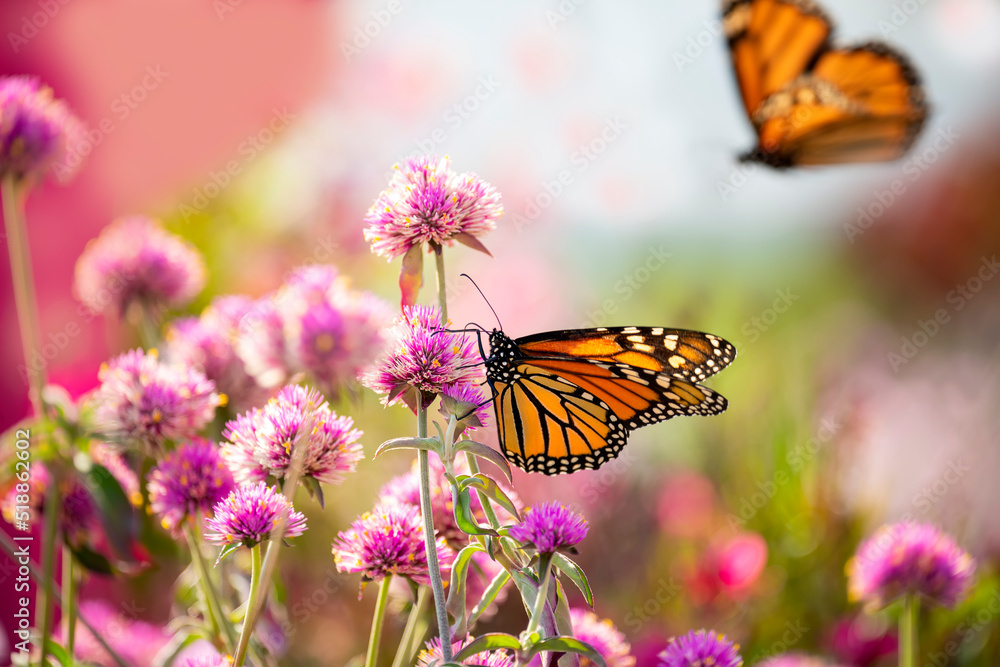 Naklejka premium monarch butterfly (Danaus plexippus) feeds on pink flowers. USA. Maine. 