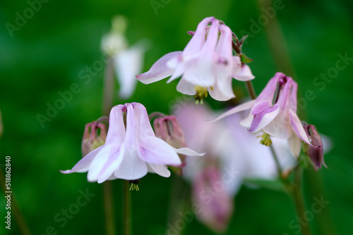 Closeup of a Common Columbine against a blurry background. Zoom on budding blooms growing in a garden with fragrant blossoms. Macro details of a plant in nature used to with beauty and harmony